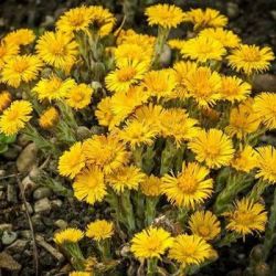 Мать-и-мачеха препараты купить, цена, полезные свойства Мать-и-мачехи