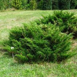 Можжевельник препараты купить, цена, полезные свойства