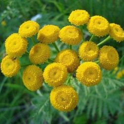 Пижма препараты купить, цена, полезные свойства Пижмы