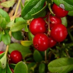 Толокнянка препараты купить, цена, полезные свойства Толокнянки