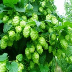 Хмель препараты купить, цена, полезные свойства Хмеля