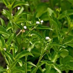Стевия препараты купить, цена, полезные свойства Стевии