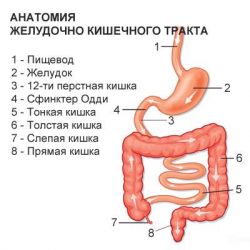 Болезни желудочно кишечного тракта, профилактика, препараты купить