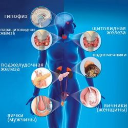 Болезни эндокринной системы препараты купить, профилактика, симптомы