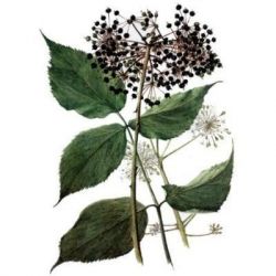 АРАЛИЯ препараты купить, цена, полезные свойства аралии, применение